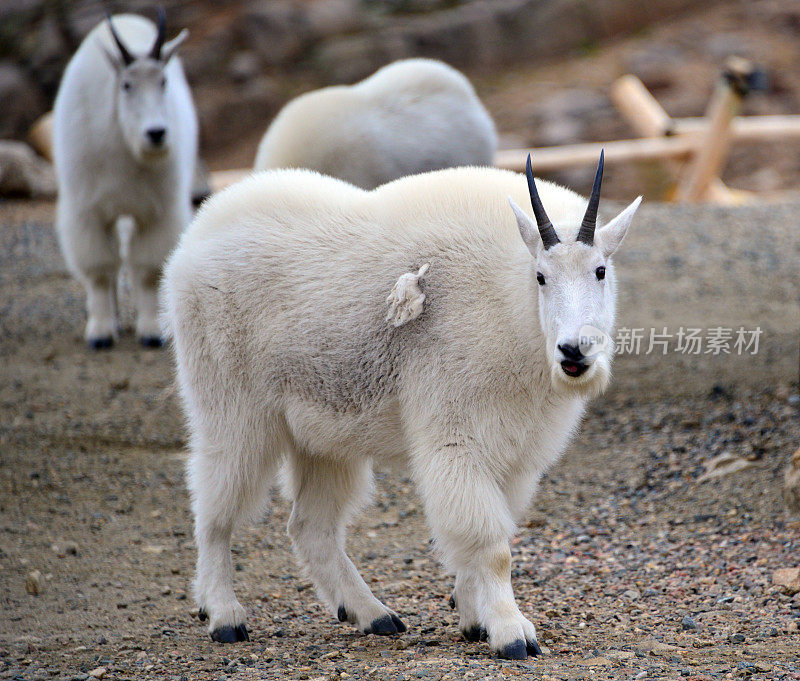 山山羊(Oreamnos americanus)——一种比利，即雄性，生活在美国科罗拉多州埃文斯山的顶峰湖